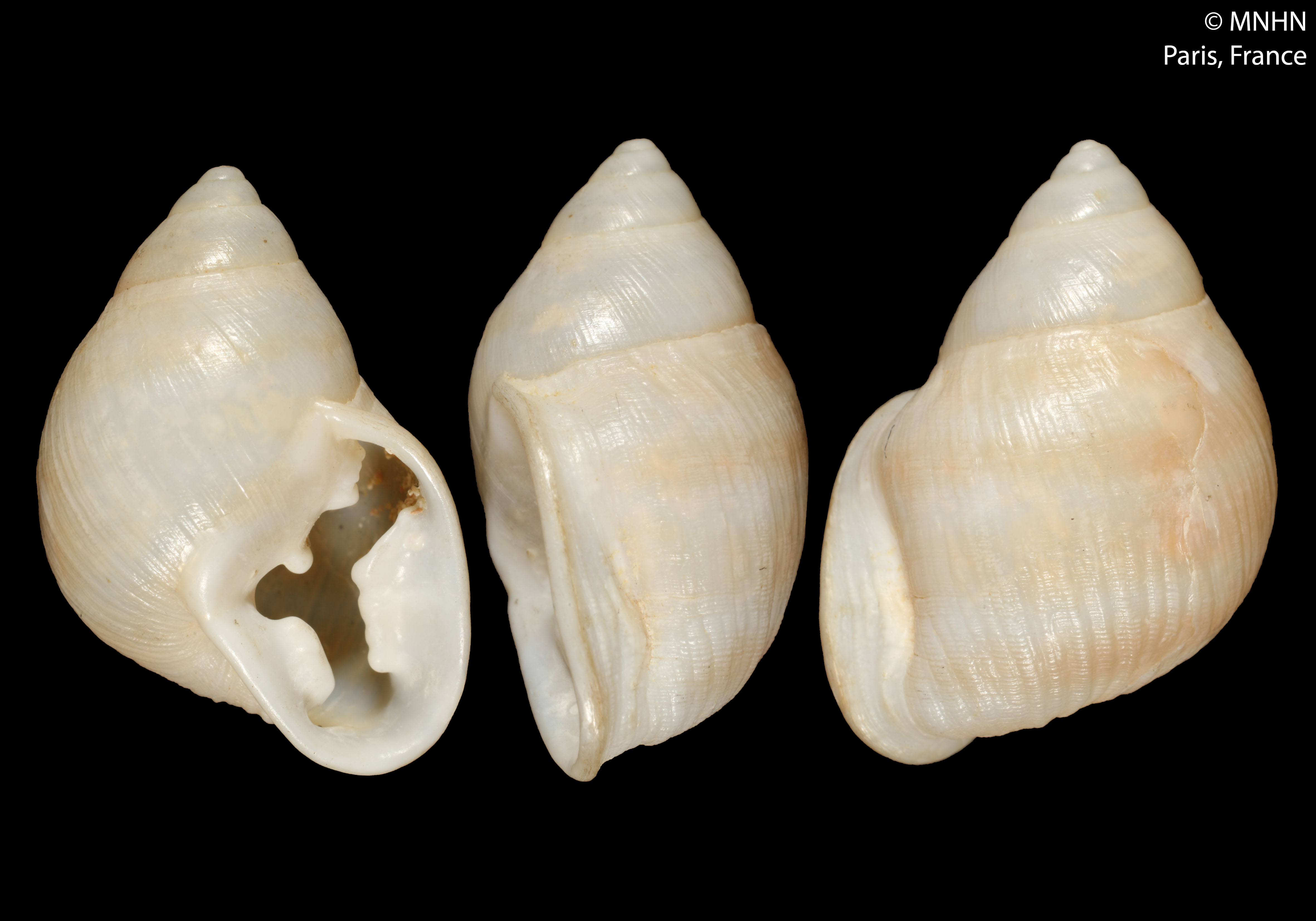 Bonnanius bouvieri (MNHN-IM-2000-28020)