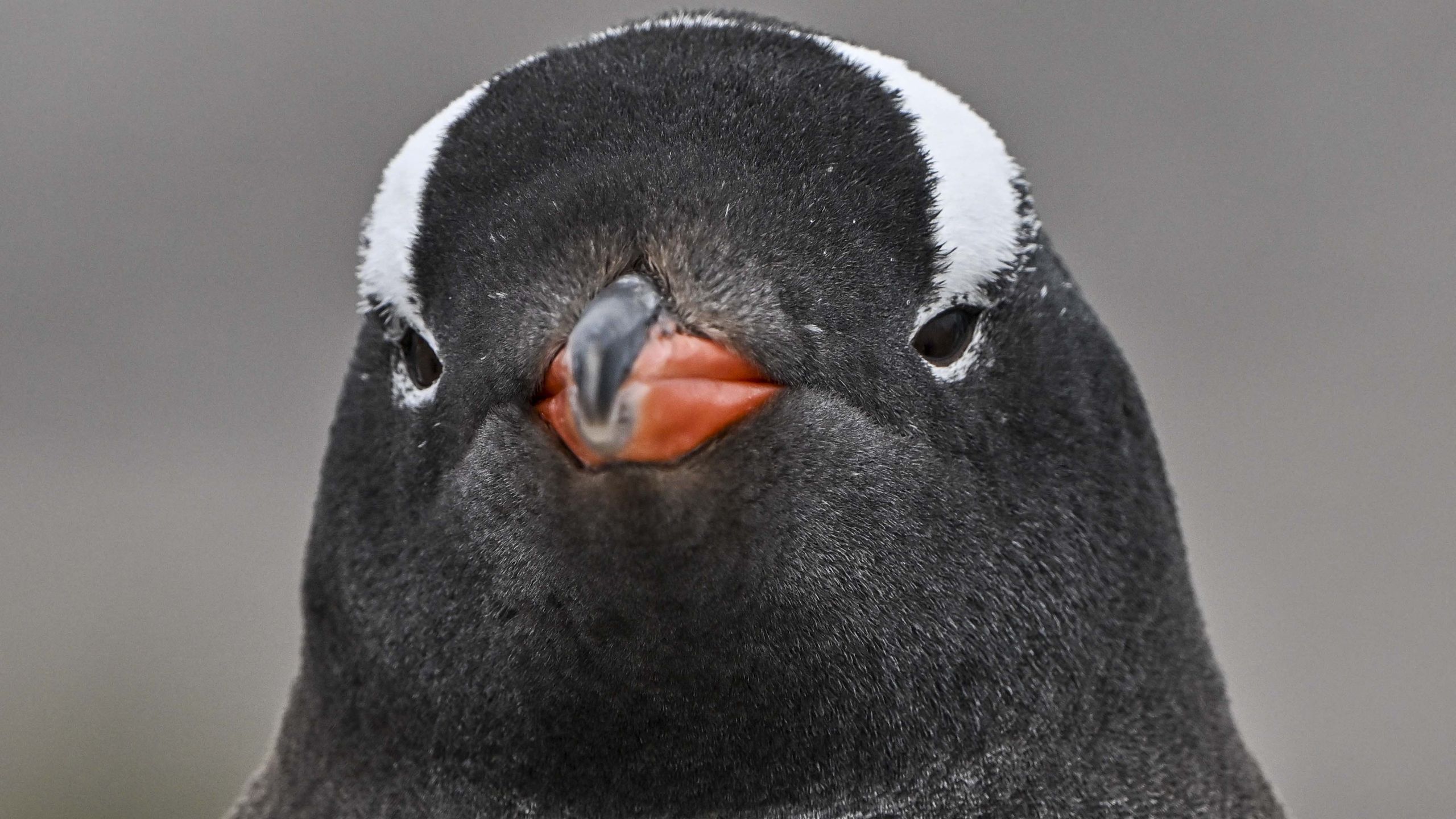 Gentoo Linux abandons GitHub for Codeberg, citing Microsoft’s Copilot push